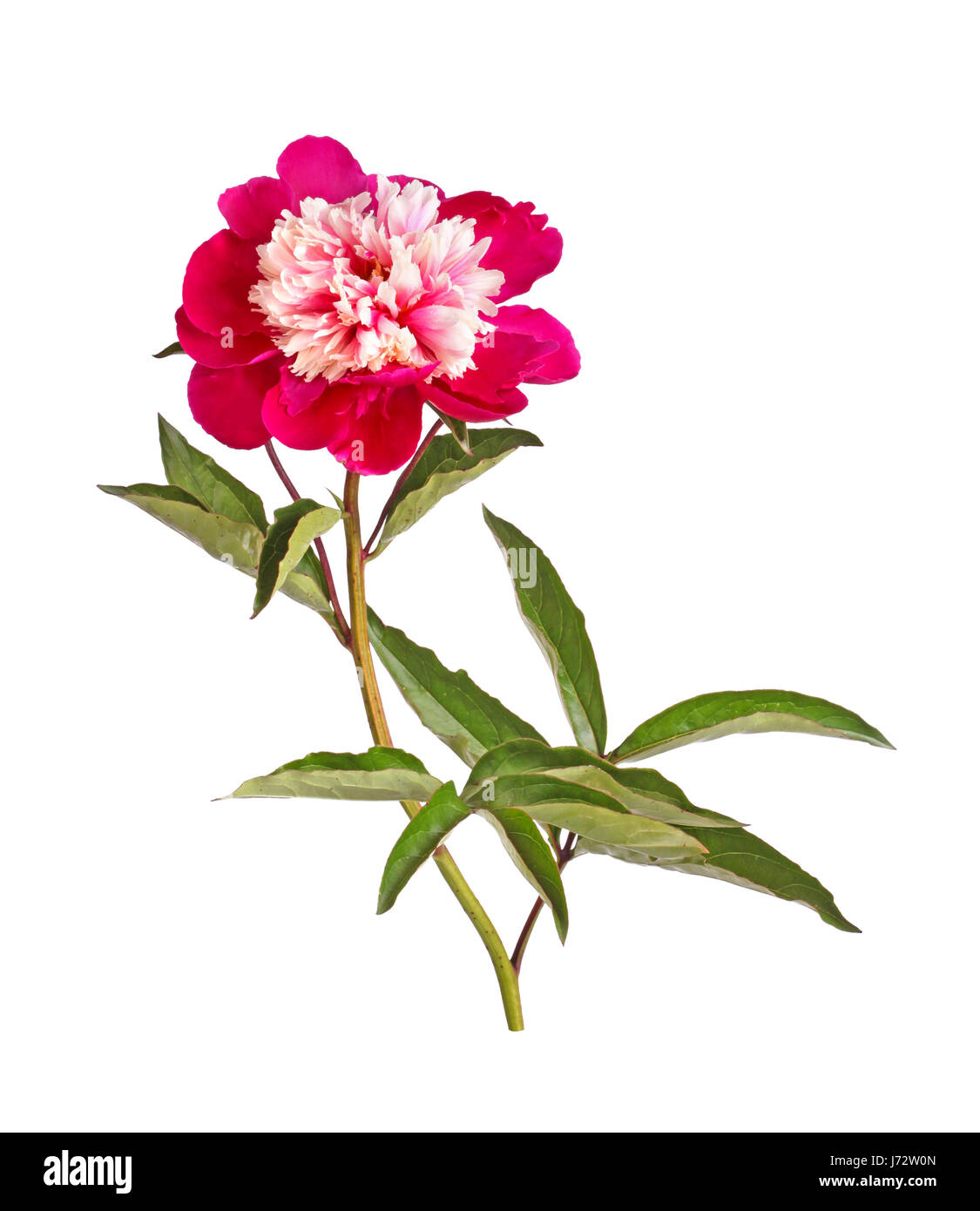 Anémone double-forme fleur, tige et les feuilles d'une rouge et blanc pivoine (Paeonia lactiflora) cultivar isolés contre un fond blanc Banque D'Images