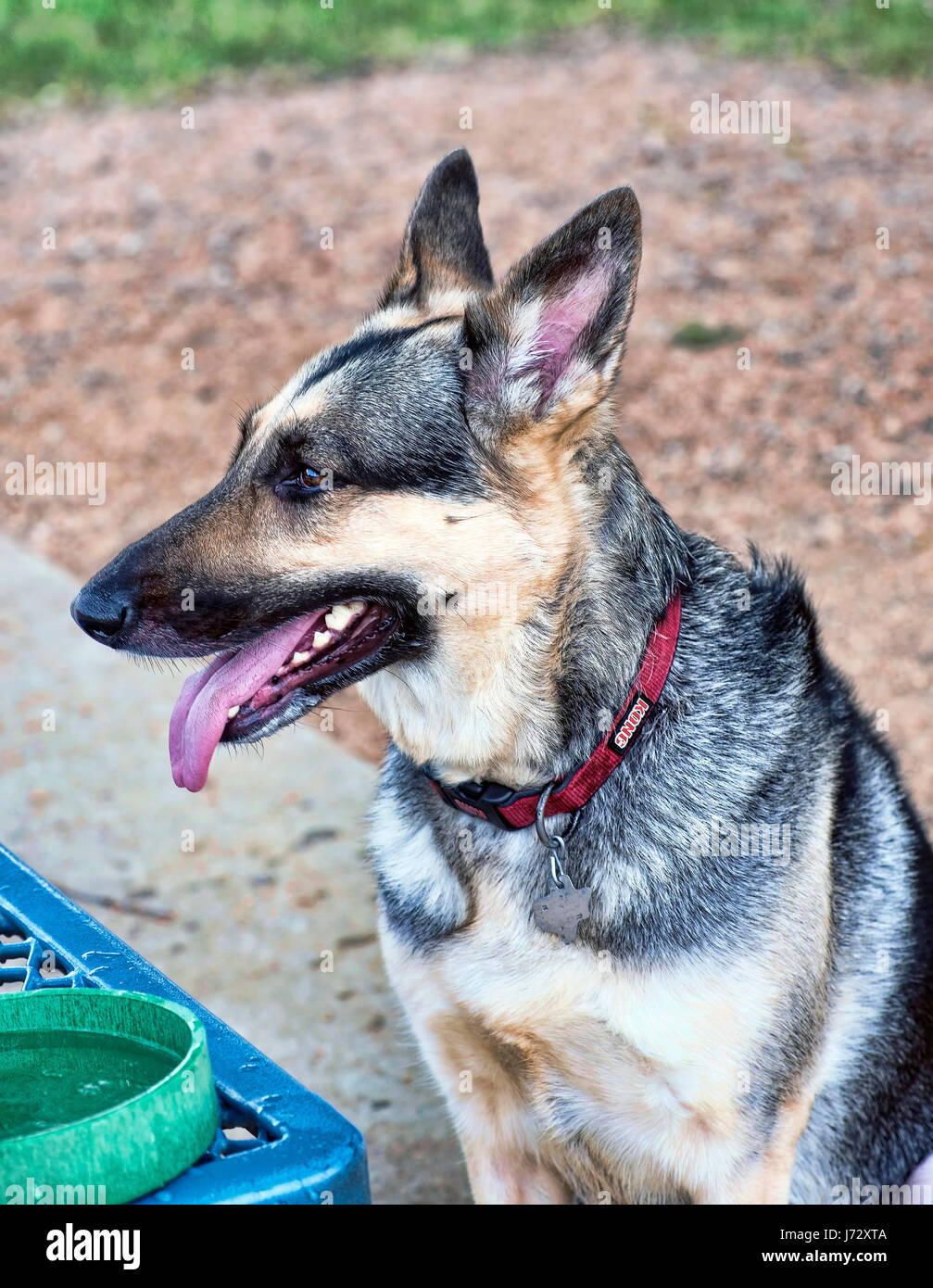 German Shepard au chien doggy park. Banque D'Images
