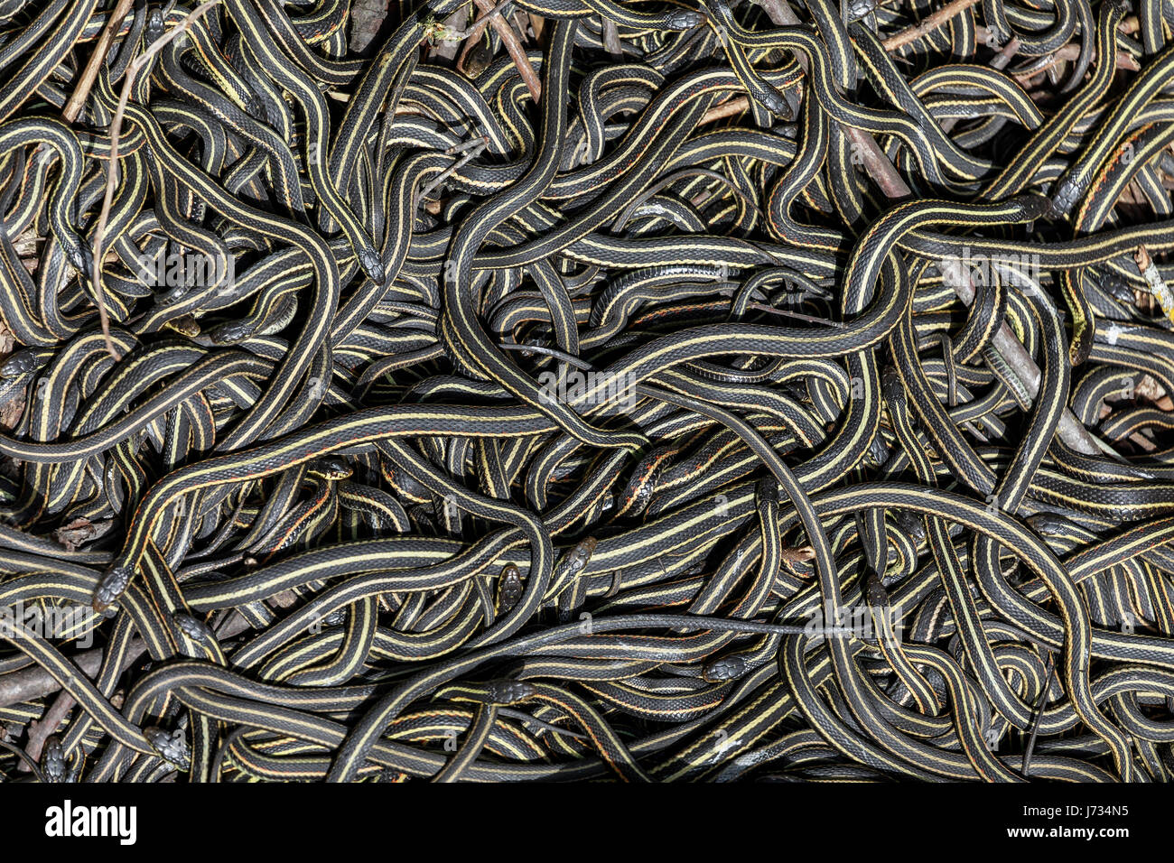 Les couleuvres rayées se sont réunis à l'accouplement annuel rituel dans la Narcisse Snake Dens, Narcisse, Manitoba, Canada. Banque D'Images