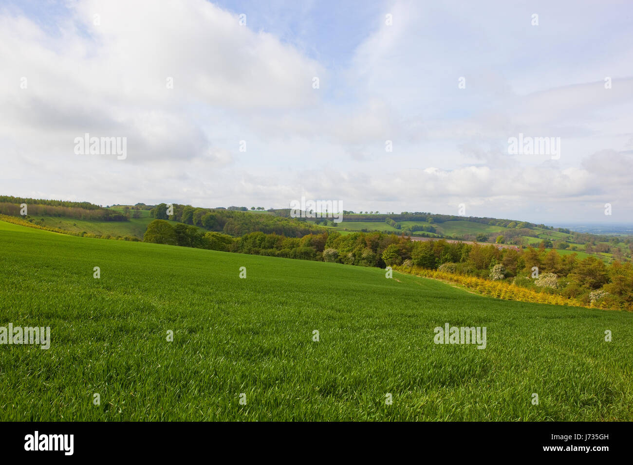 Paysage agricole vallonné avec des champs de blé dans le Yorkshire Wolds sous un ciel nuageux bleu au printemps Banque D'Images