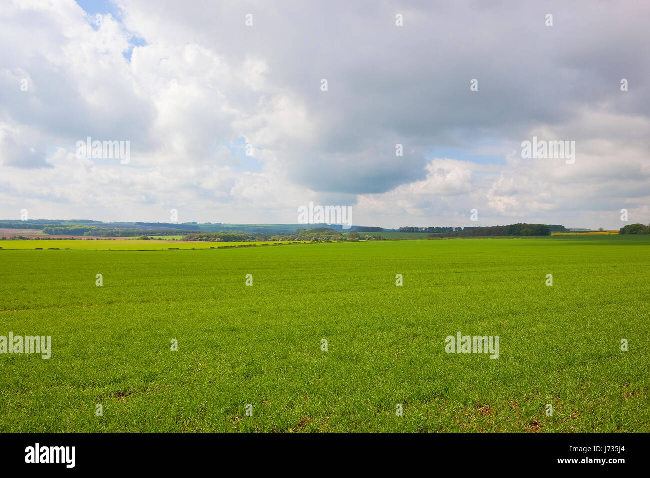 Scenic vert champs de blé avec la forêt dans les english channel sous un ciel nuageux bleu au printemps Banque D'Images