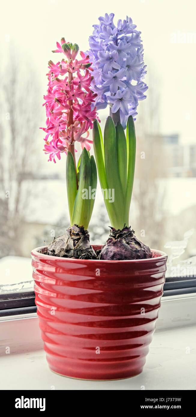 Rose, Bleu, garden hyacinth Hyacinthus orientalis, bulbes de fleurs en pot  de couleur, l'heure d'hiver à l'extérieur Photo Stock - Alamy