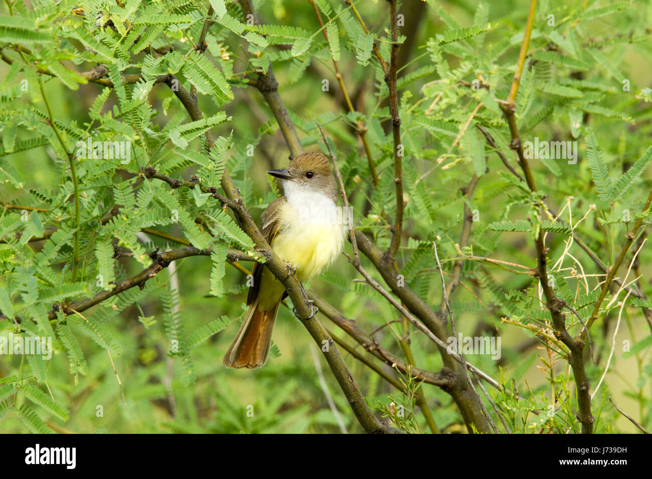 Brown-crested Flycatcher Myiarchus tyrannulus Tucson, comté de Pima, Arizona, United States 16 mai Hot Tyrannidae Banque D'Images