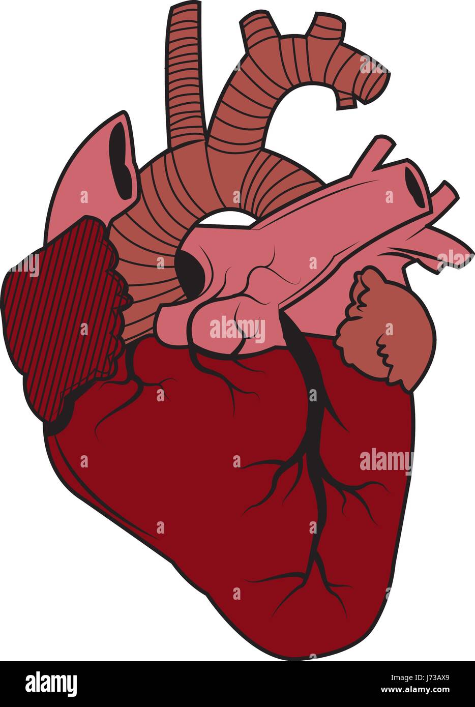 Coeur de l'homme - biologie anatomie image saine Illustration de Vecteur