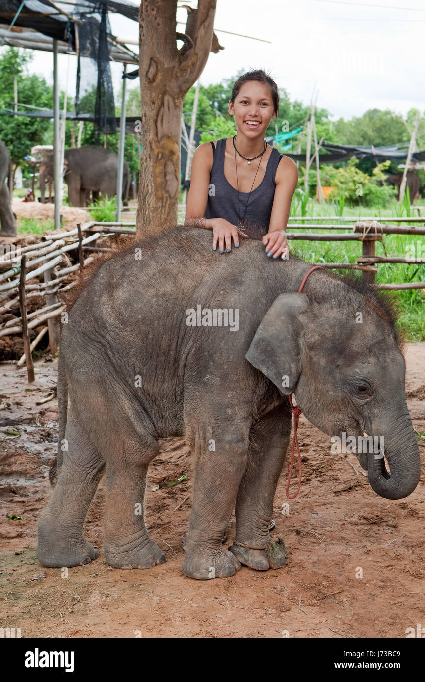 Les jeunes éléphants adolescent fille filles animal femelle éléphant la faune des mammifères marins Banque D'Images