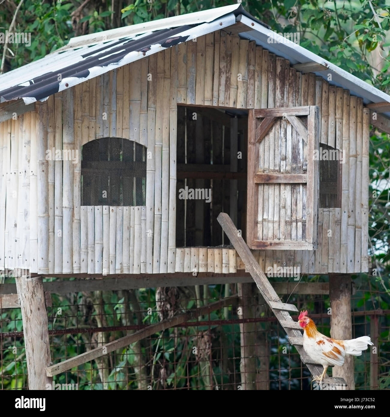 Échelle d'escalade de poulet Poulet à la maison dans la forêt Banque D'Images