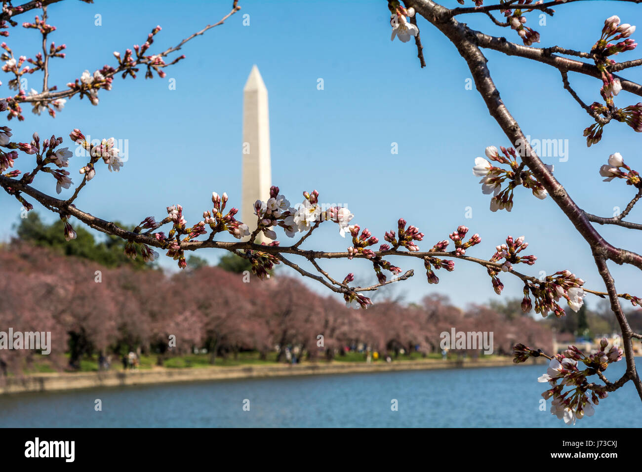 Washington au début du mois de mars - beau temps, fleurs de magnolia, vue sur la ville. Le Washington Monument est visible Banque D'Images