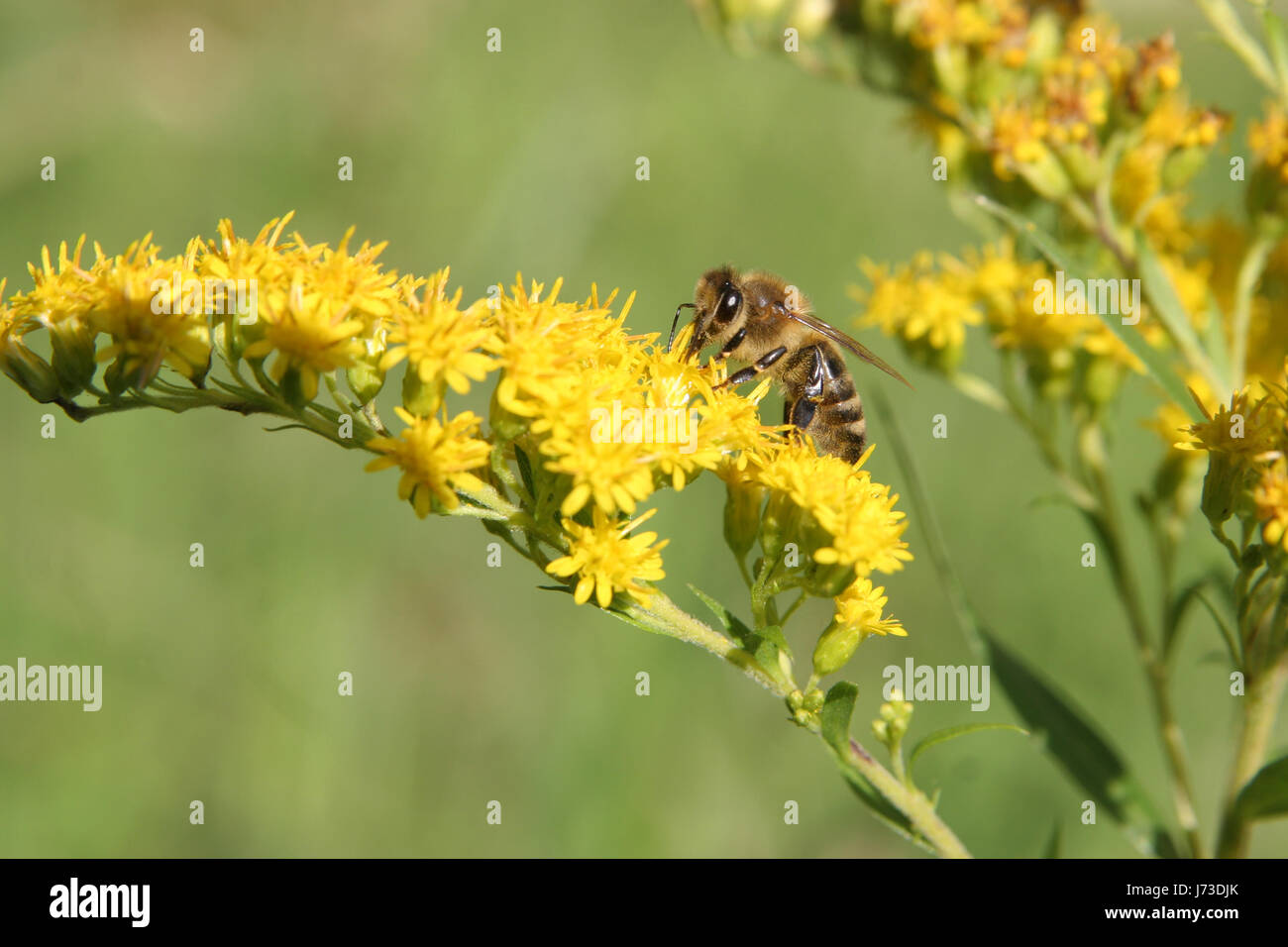 Animaux faune flore insectes mouches abeille jardin botanique quartet mouches flower Banque D'Images