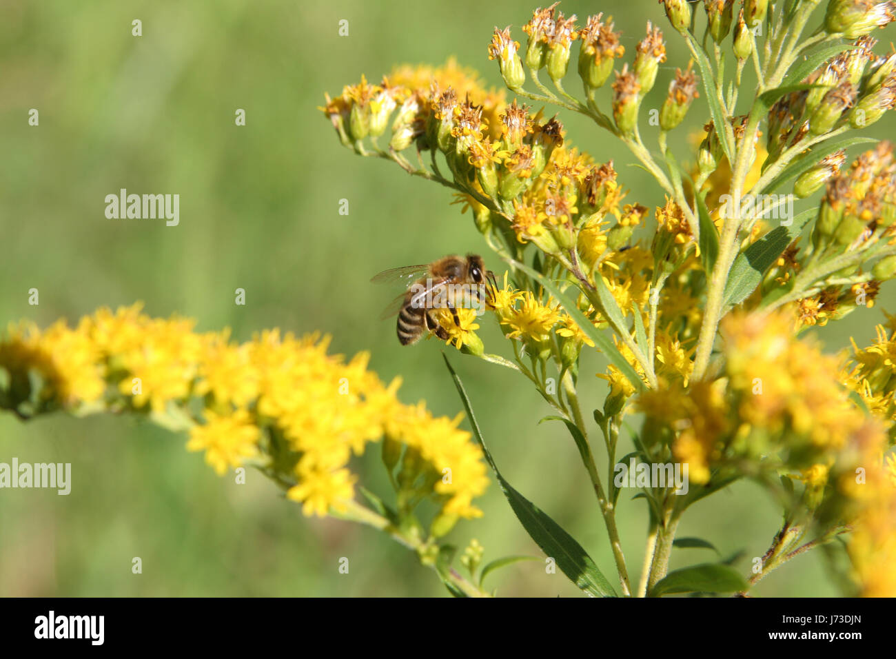 Animaux faune flore insectes mouches abeille jardin botanique quartet mouches flower Banque D'Images