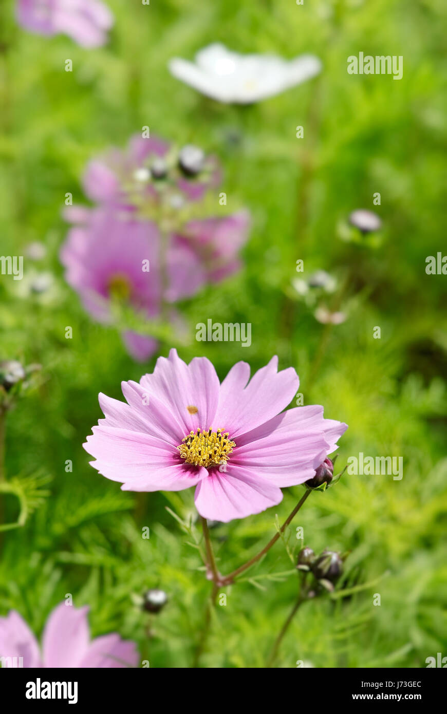 Jardin fleur plante flore champ outdoor dapper accostage assez sympa Banque D'Images