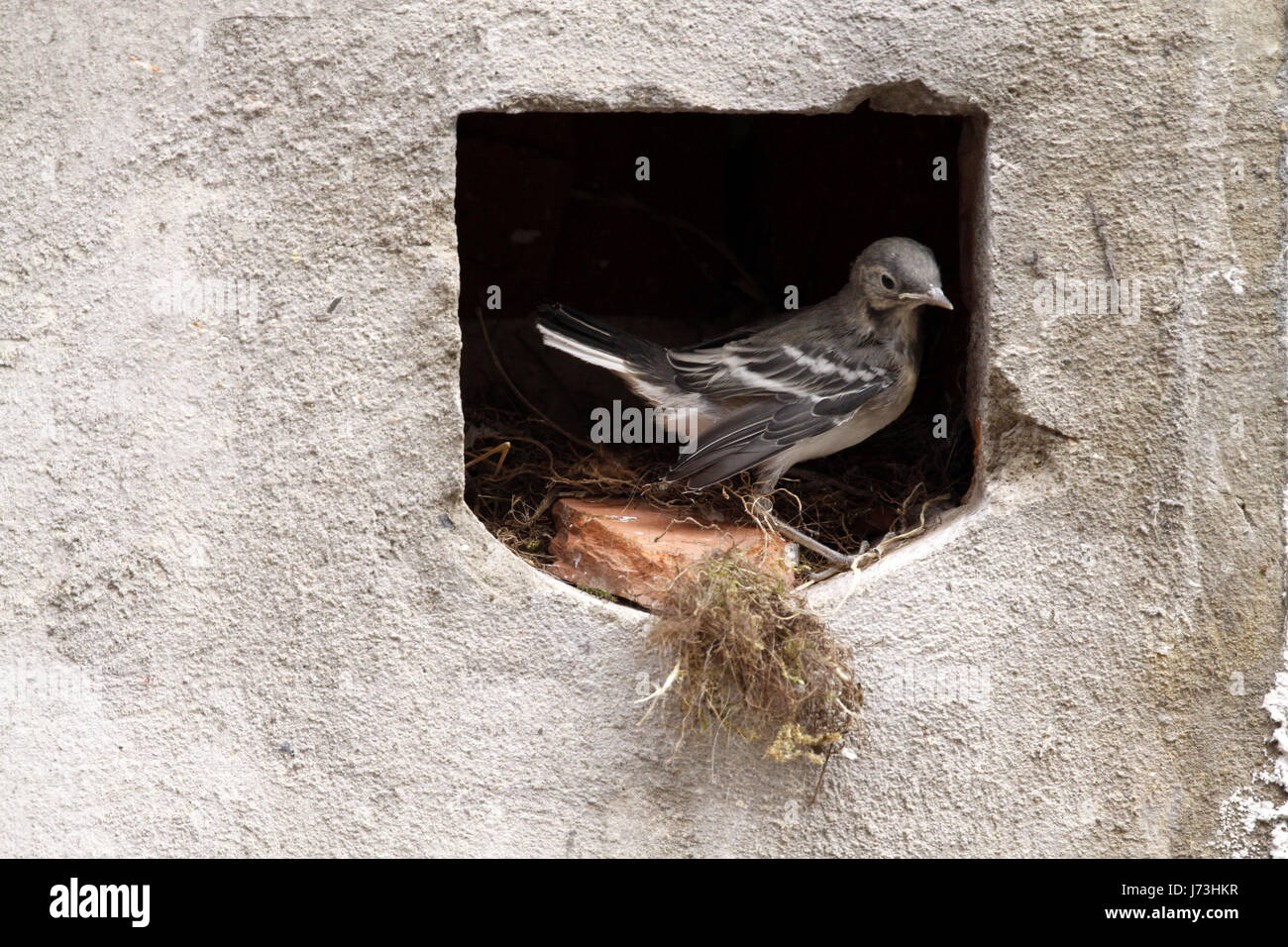 Le chant des oiseaux oiseaux nichent les oiseaux oiseaux échassiers goglus bergeronnette oiseaux nichent feed Banque D'Images