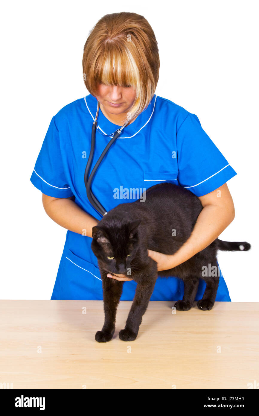La vaccination vétérinaire vétérinaire animal femme inoculation basané noir profond jetblack Banque D'Images