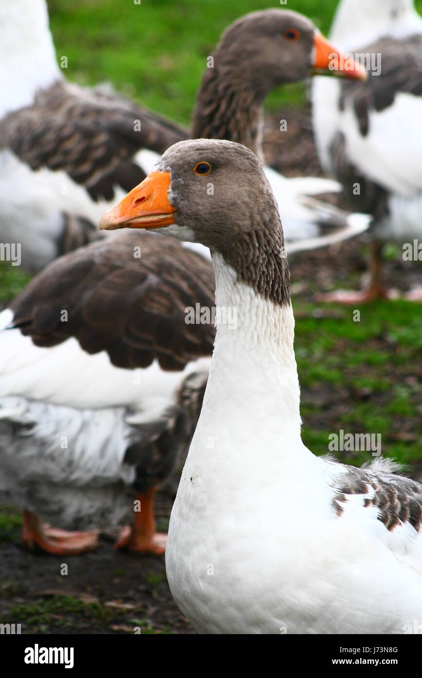 Oie des neiges Oie rôtie torréfaction gander animal canard oiseaux plumes d'oiseaux de compagnie Banque D'Images