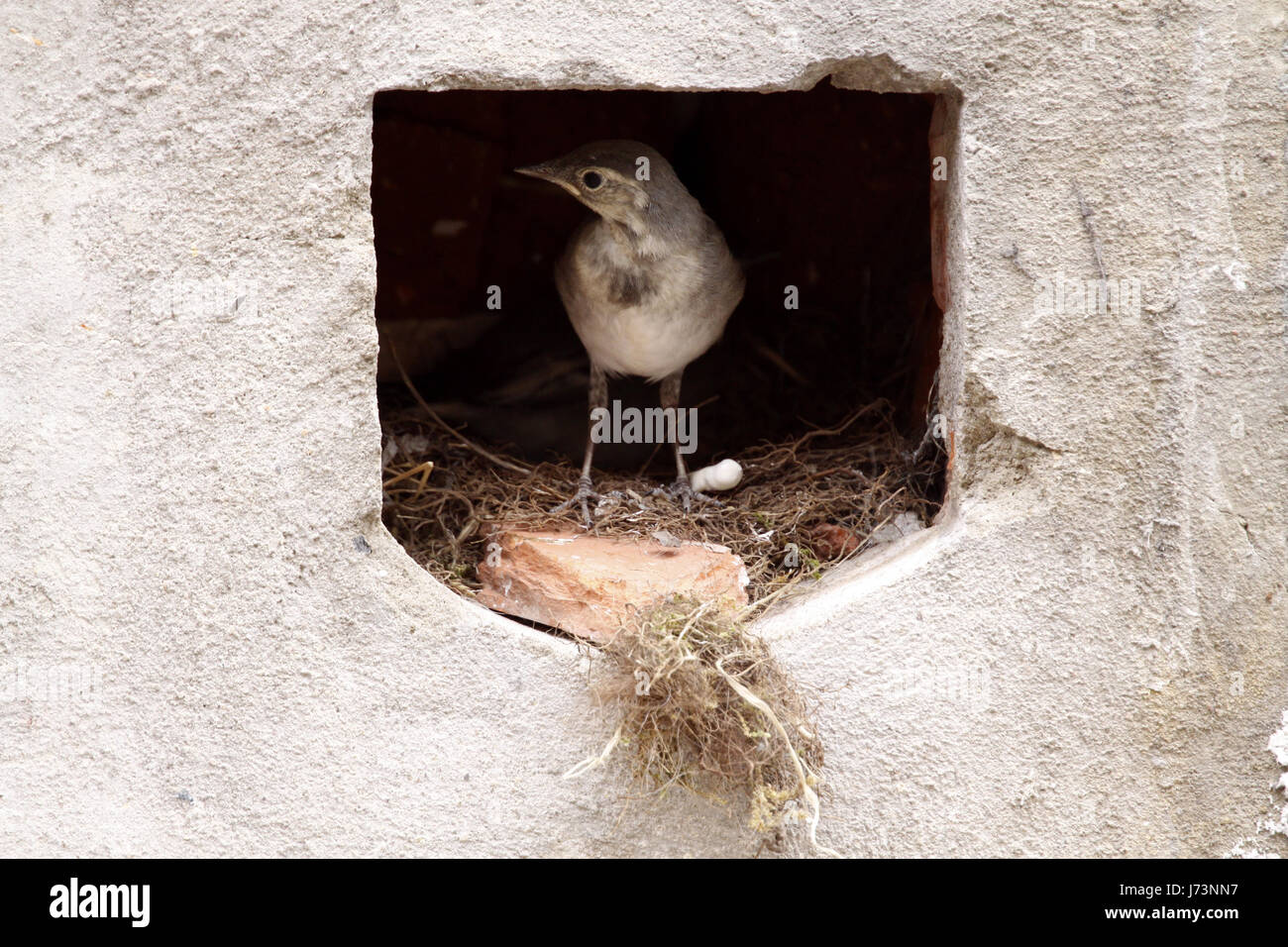 Le chant des oiseaux oiseaux nichent les oiseaux oiseaux échassiers goglus bergeronnette oiseaux nichent les jeunes Banque D'Images