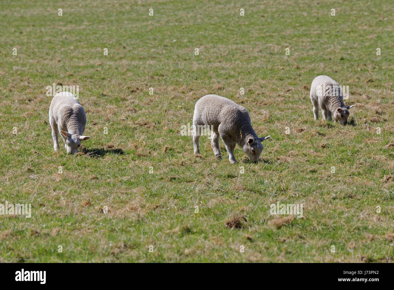 Chatelherault Country Park dans un champ de Moutons Brebis agneaux Banque D'Images