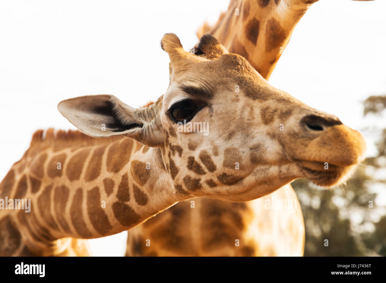 Close up de girafes en Afrique Banque D'Images