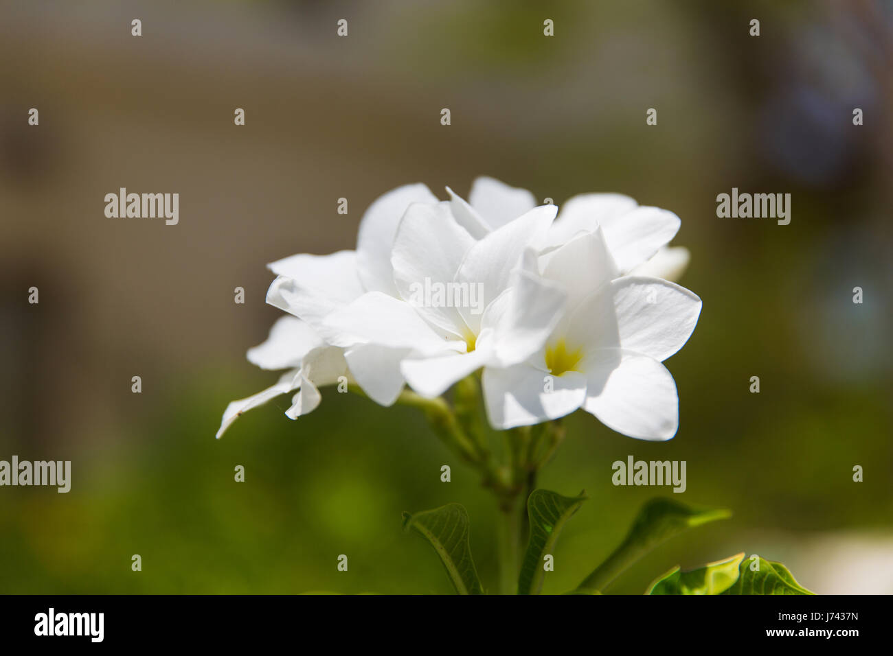 Plumeria ou frangipanier fleur exotique en plein air Banque D'Images