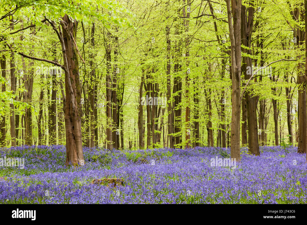 Bluebells à West Woods bluebell Wood, près de Marlborough, Wiltshire, Angleterre, Royaume-Uni Banque D'Images