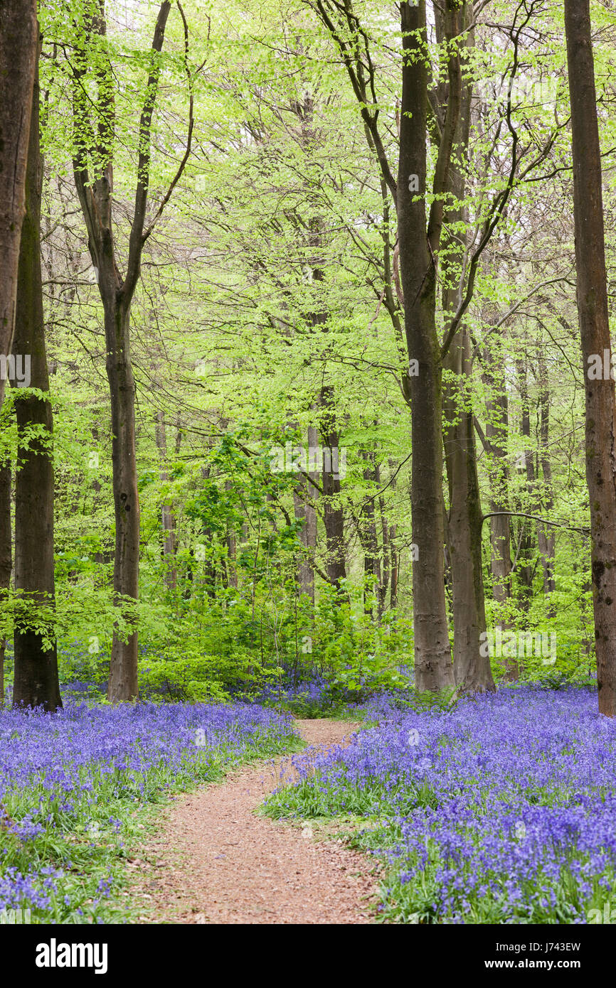Chemin parmi les cloches - jacinthoides non scripta à West Woods bluebell Wood, près de Marlborough, Wiltshire, Angleterre, Royaume-Uni Banque D'Images