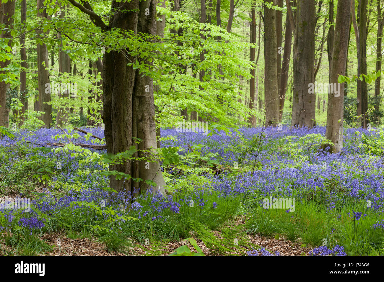 Bluebells à West Woods, près de Marlborough, Wiltshire, Angleterre, Royaume-Uni Banque D'Images