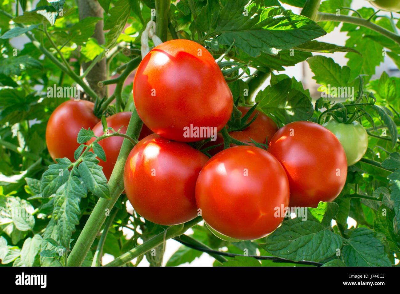 Les tomates de vigne dans le jardin Banque D'Images