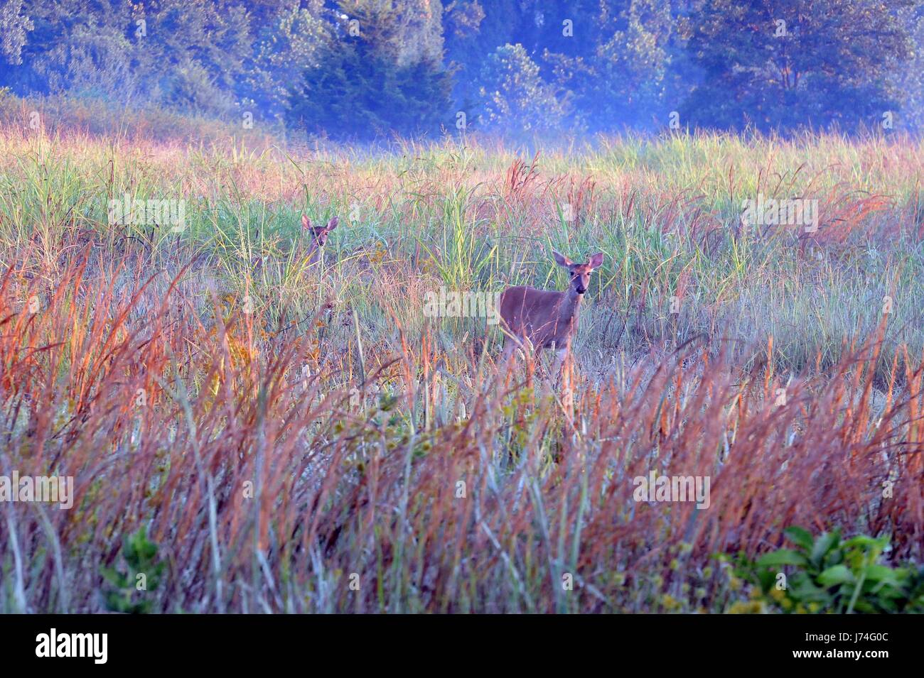 Little Rock - 15 juin ; Deer anticiper l'action à Deux Rivières Trail situé dans le centre de l'Arkansas. Banque D'Images