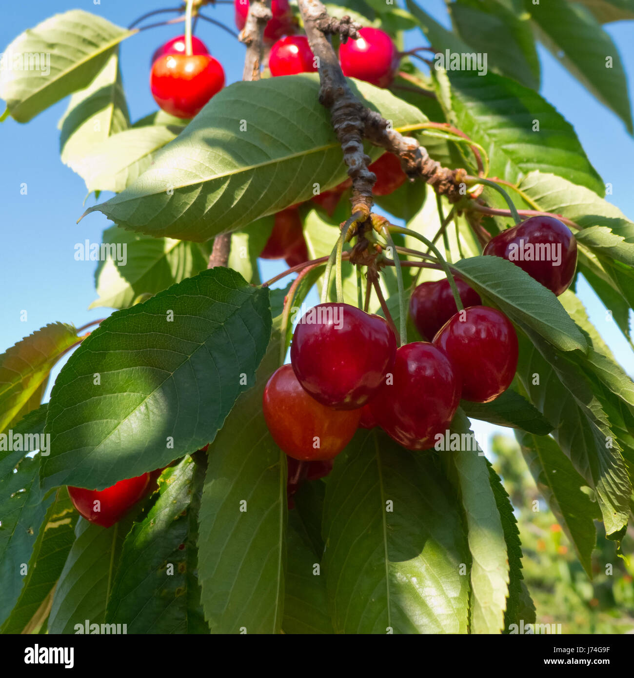 Cherry Orchard avec des fruits en croissance. Banque D'Images