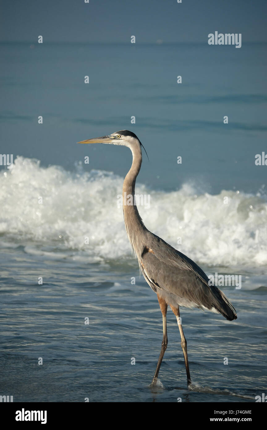 La plage de bord de plage d'oiseaux de la faune de l'eau de mer Sel de mer océan eau Banque D'Images