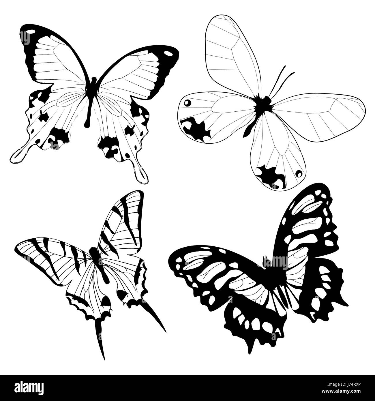 Papillon Dessin Facile Qui Vole Joli papillon Banque d'images noir et blanc - Alamy