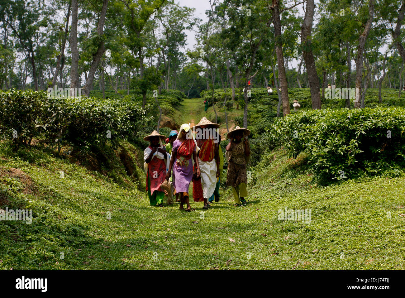 Les femmes portent des feuilles de thé panier pour le pesage de jours tirés au jardin de thé à Srimangal. Moulvibazar, Bangladesh. Banque D'Images