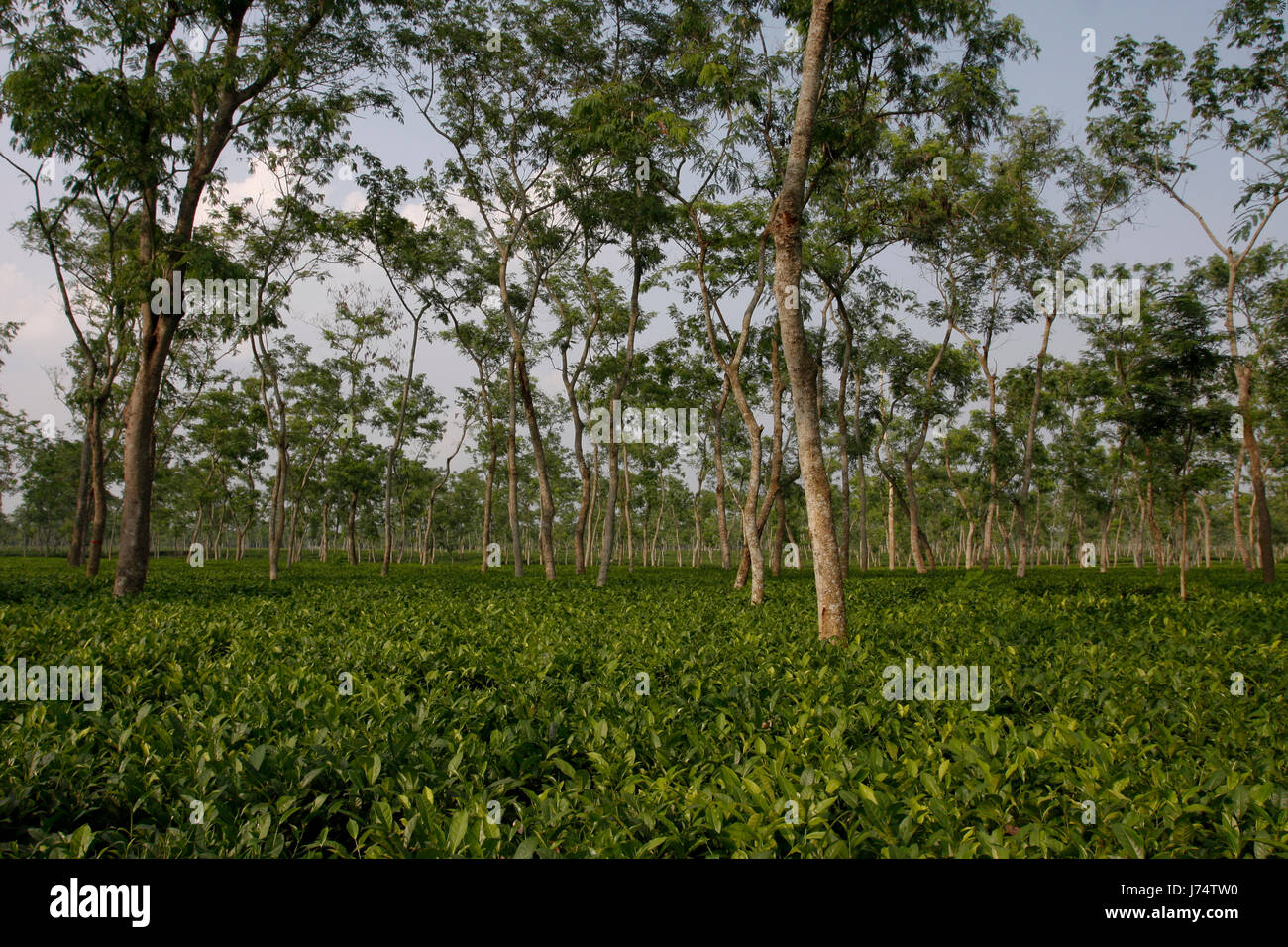 Jardin de thé à Srimangal. Moulvibazar, Bangladesh. Banque D'Images