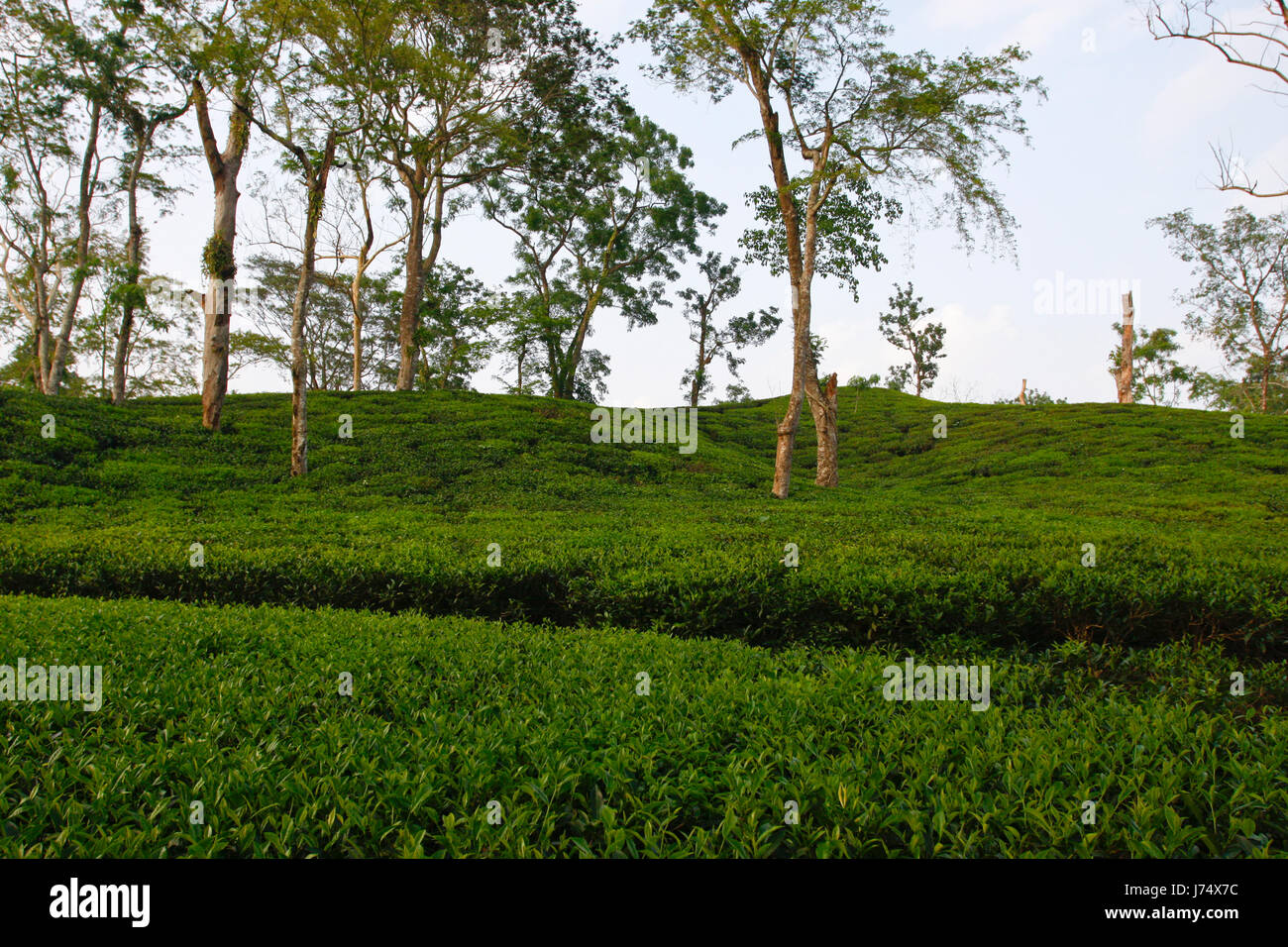 Jardin de thé à Srimangal. Moulvibazar, Bangladesh. Banque D'Images