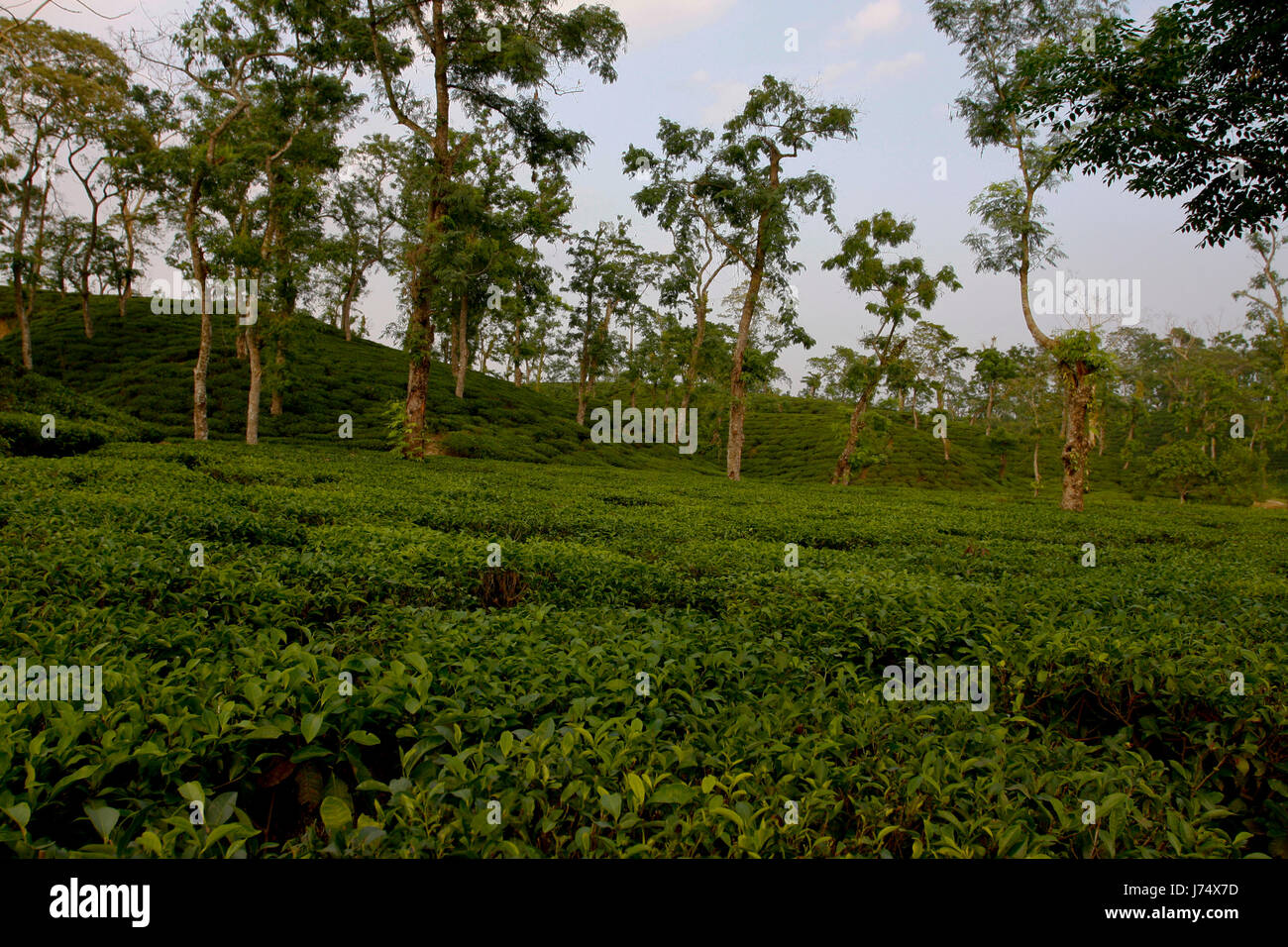 Jardin de thé à Srimangal. Moulvibazar, Bangladesh. Banque D'Images