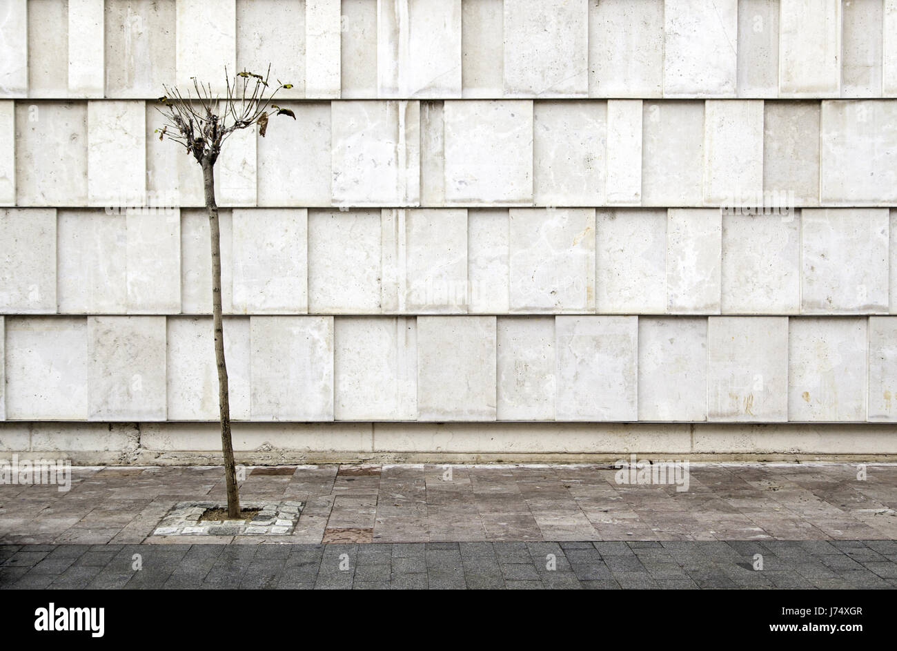 Façade moderne avec arbre, composition photographique pour l'architecture Banque D'Images