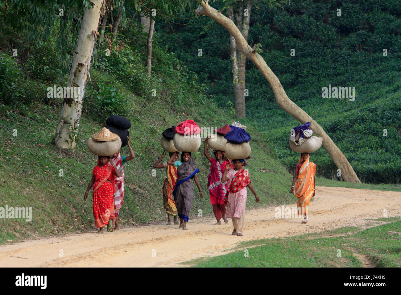 Les femmes portent des feuilles de thé panier pour le pesage de jours tirés au jardin de thé à Srimangal. Moulvibazar, Bangladesh. Banque D'Images