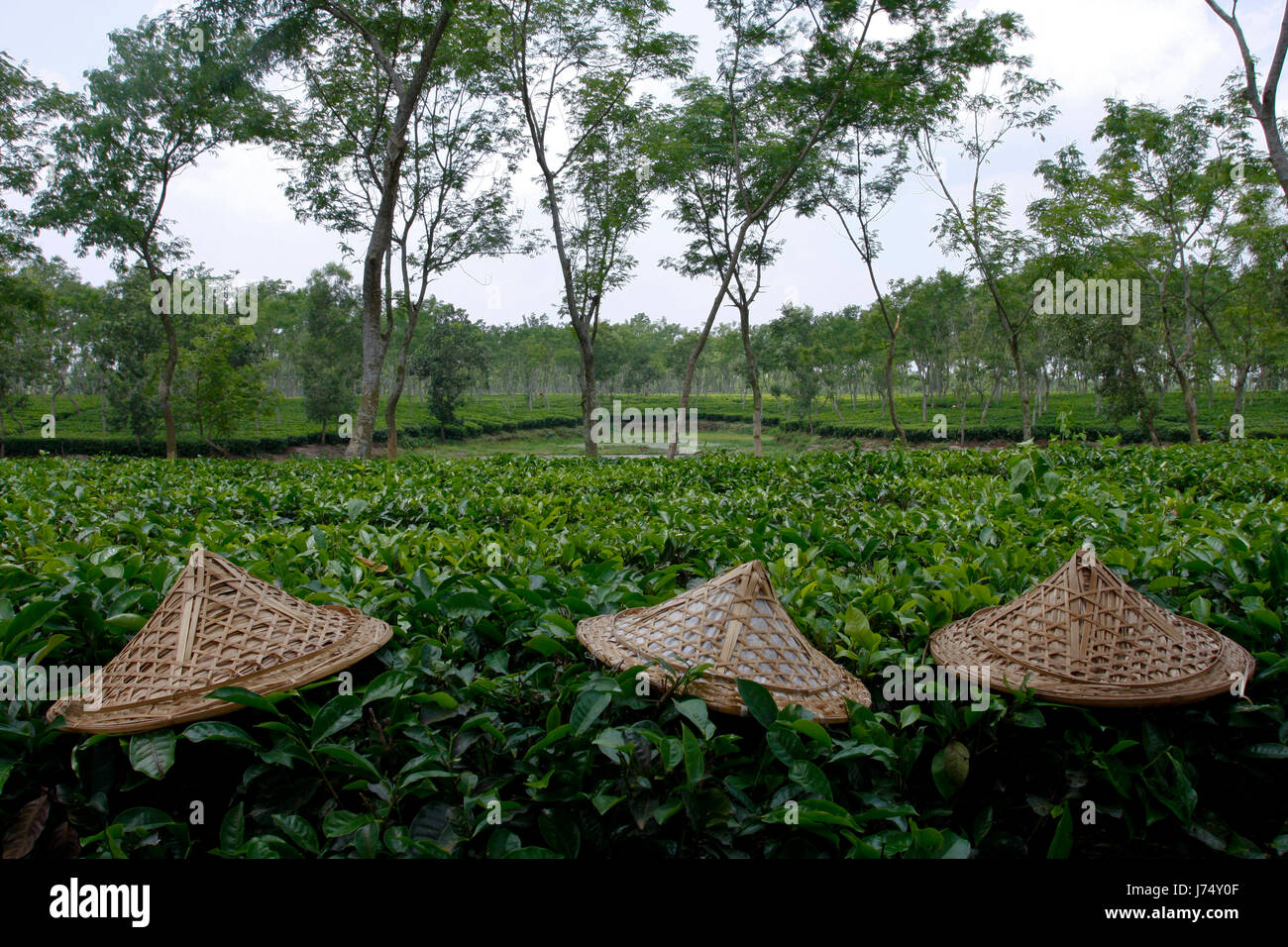 Jardin de thé à Srimangal. Moulvibazar, Bangladesh. Banque D'Images