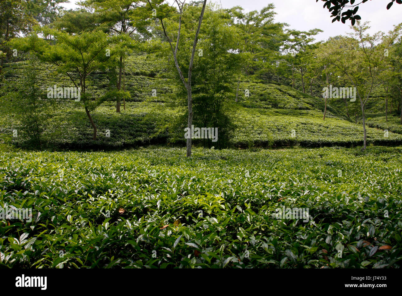 Jardin de thé à Srimangal. Moulvibazar, Bangladesh. Banque D'Images