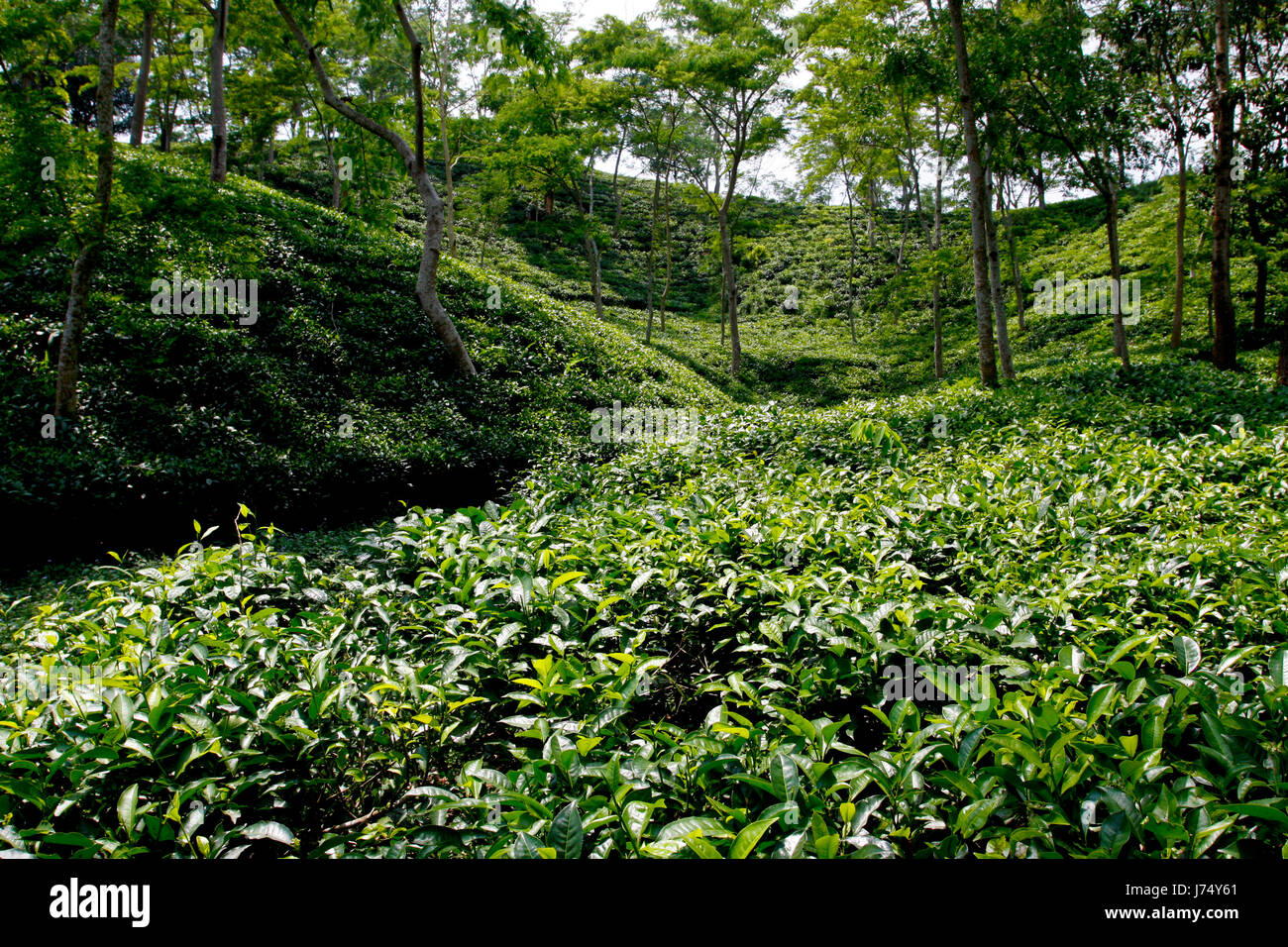 Jardin de thé à Srimangal. Moulvibazar, Bangladesh. Banque D'Images