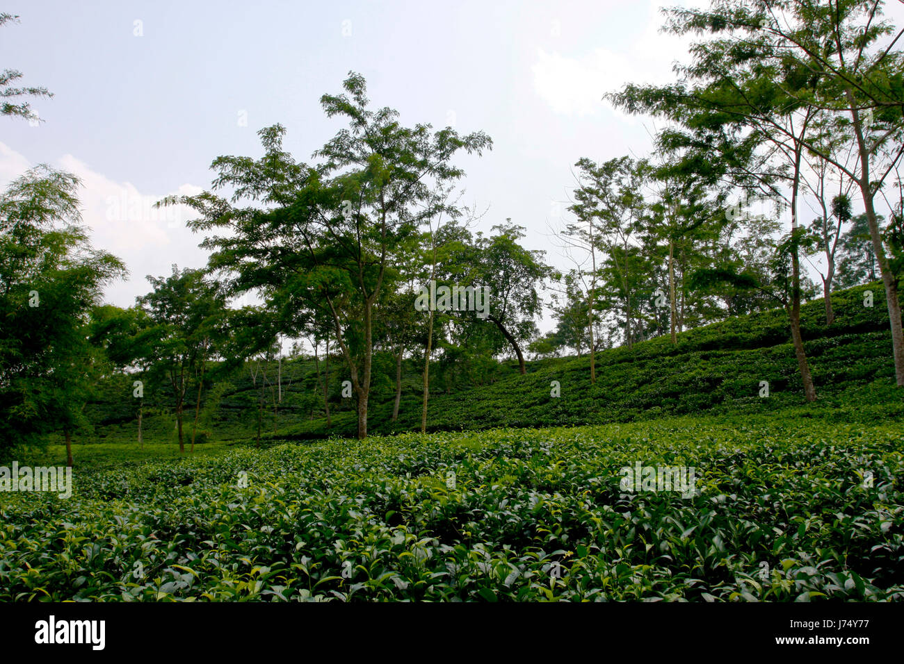 Jardin de thé à Srimangal. Moulvibazar, Bangladesh. Banque D'Images