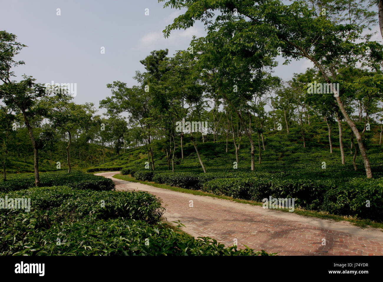 Jardin de thé à Srimangal. Moulvibazar, Bangladesh. Banque D'Images
