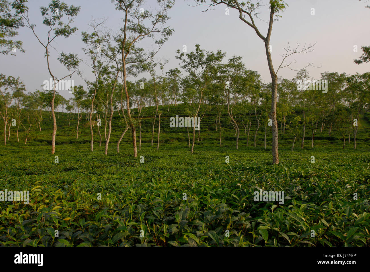 Jardin de thé à Srimangal. Moulvibazar, Bangladesh. Banque D'Images
