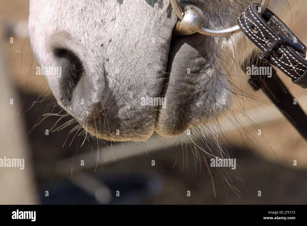 Détails cheval,Maul Banque D'Images