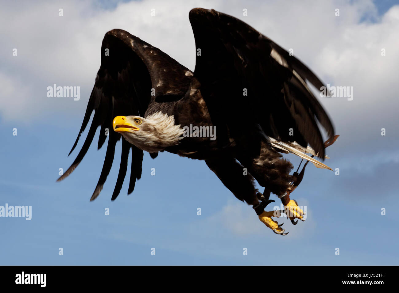 Les oiseaux de proie prédateurs rapaces fauconnerie falconer eagle fly mouches mouches voler Banque D'Images