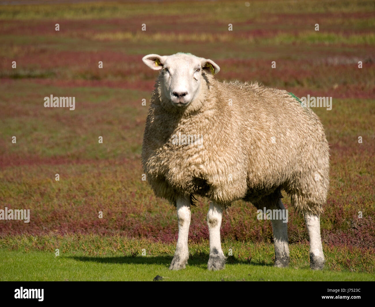 Série un écran 03 moutons Banque D'Images