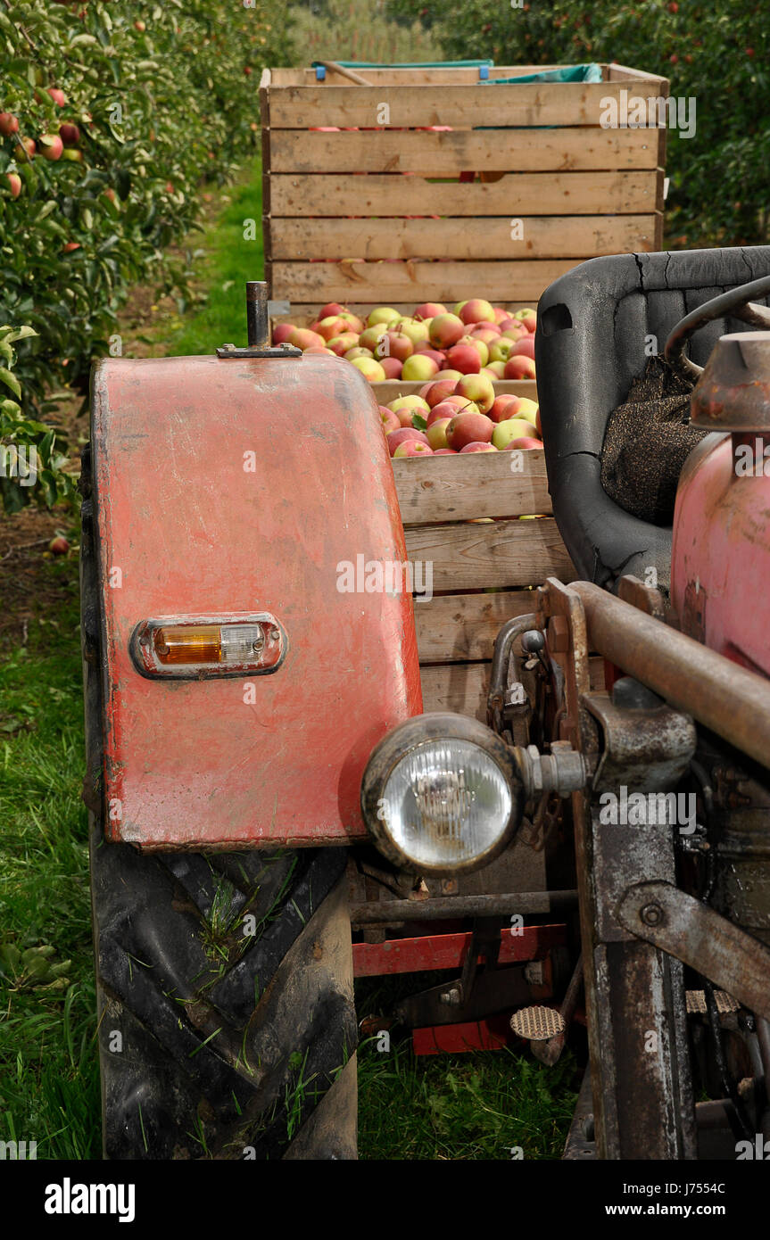 Récolte des pommes dans le vieux pays Banque D'Images