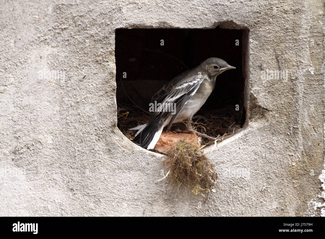Le chant des oiseaux oiseaux nichent les oiseaux oiseaux échassiers goglus bergeronnette oiseaux nichent les jeunes Banque D'Images