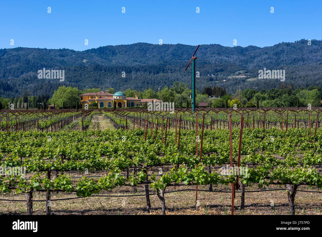Vignoble de raisin, raisin vignes, vignoble, vignes, Rutherford, Napa Valley, Comté de Napa, California, United States Banque D'Images