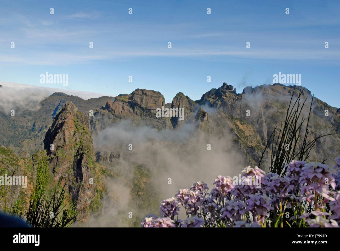Plante fleur fleurs nature paysage paysage de montagne madère brouillard nuages Banque D'Images