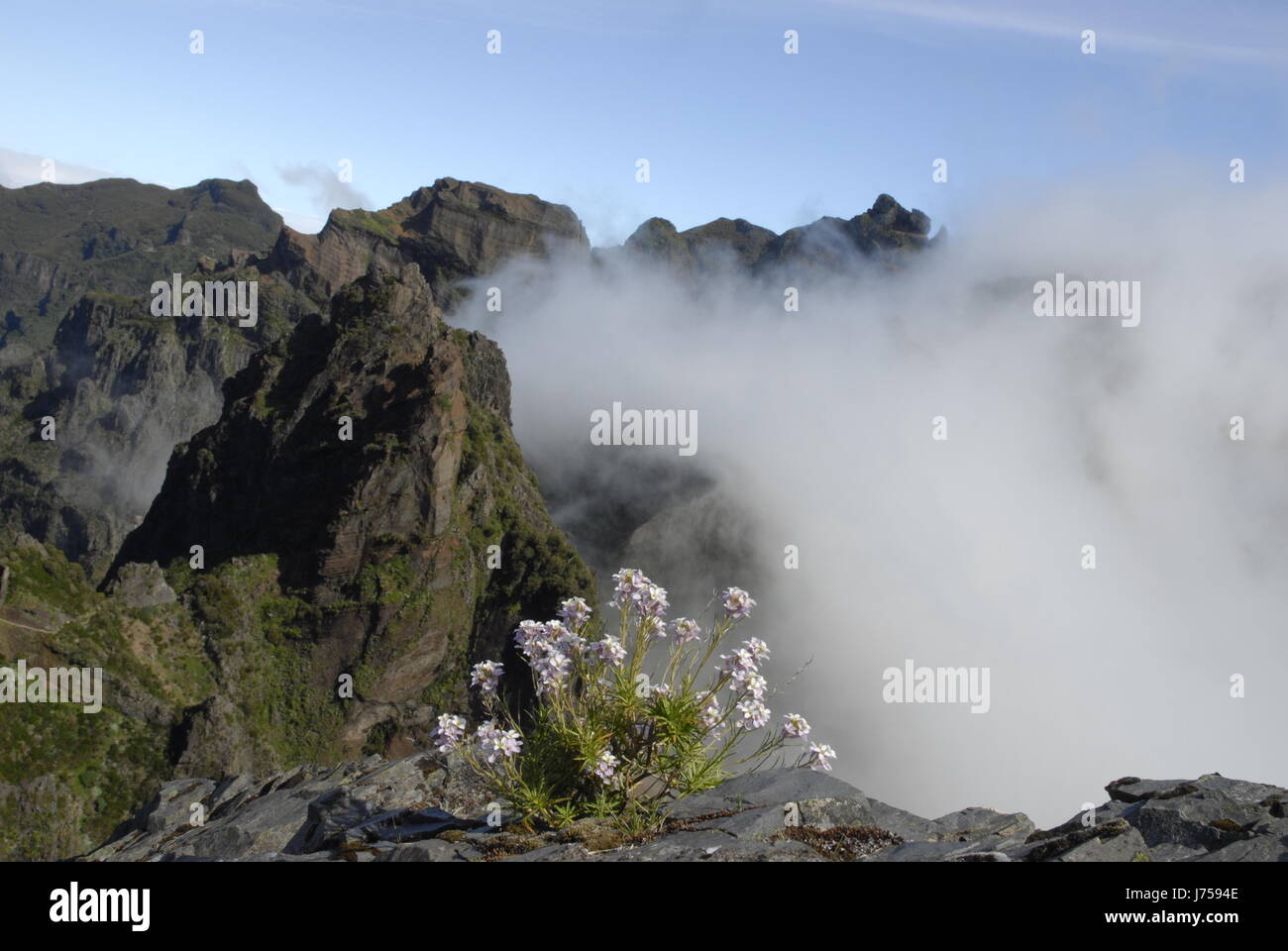 Plante fleur fleurs nature paysage paysage de montagne madère brouillard nuages Banque D'Images