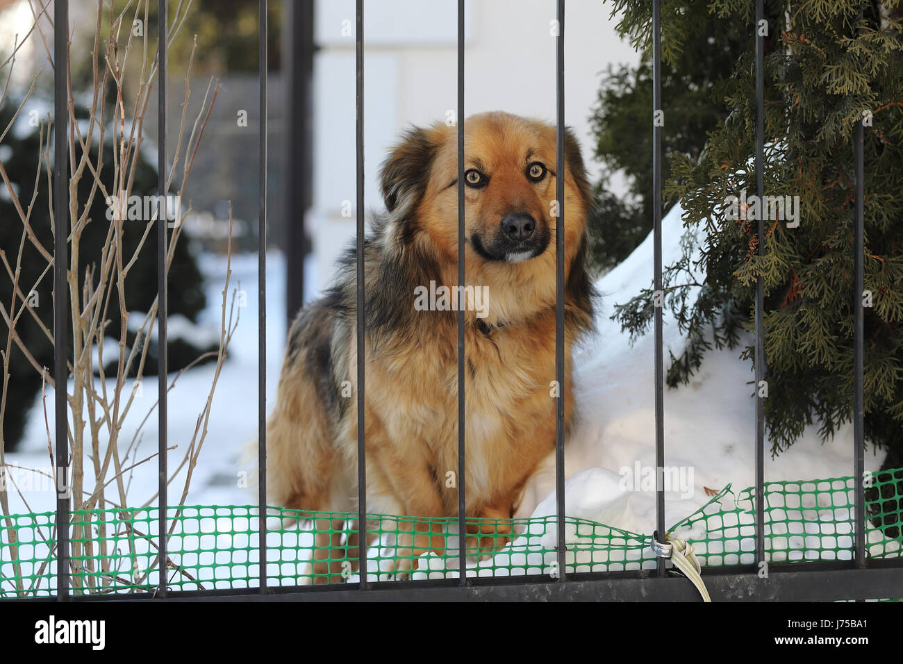 Dans la cage de chien triste Banque D'Images